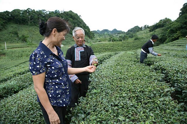 Đồng bào người Mông xã Pà Cò (Mai Châu) thu hái chè theo chuỗi liên kết trồng và tiêu thụ giữa Dự án giảm nghèo - Công ty Phương Huyền.