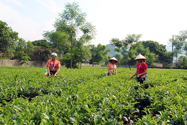 Các tổ viên trong Hợp tác xã nông nghiệp Mỹ Tân ở huyện Lương Sơn, tỉnh Hòa Bình đang hái chè (ảnh Vũ Cừ).