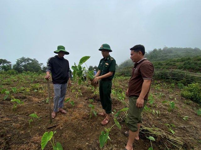 Đồn Biên phòng Cửa khẩu Quốc tế Na Mèo phối hợp với Phòng Nông nghiệp và Phát triển nông thôn huyện Quan Sơn, Trung tâm dịch vụ nông nghiệp huyện Quan Sơn cùng UBND xã Na Mèo triển khai mô hình trồng thử nghiệm “khoai mán ruột vàng”.