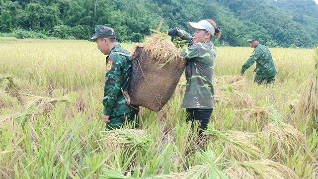 Cán bộ, chiến sĩ của Đồn tích cực phối hợp với địa phương giúp đỡ người các gia đình chính sách của bản Cha Khót, xã Na Mèo thu hoạch lúa cho kịp thời vụ.