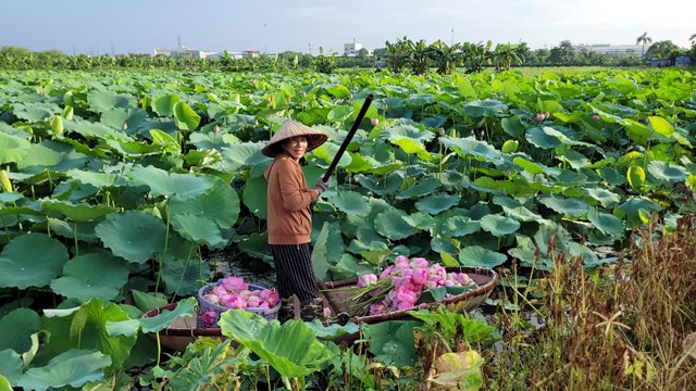 Tháng 6, khi sen hồng bắt đầu nở rộ tại các đầm ở Hồ Tây cũng là lúc người làm nghề ướp trà sen trứ danh Bách Diệp ở Hồ Tây tại phường Quảng An (Tây Hồ, Hà Nội) lại tất bật vào vụ mùa mới.