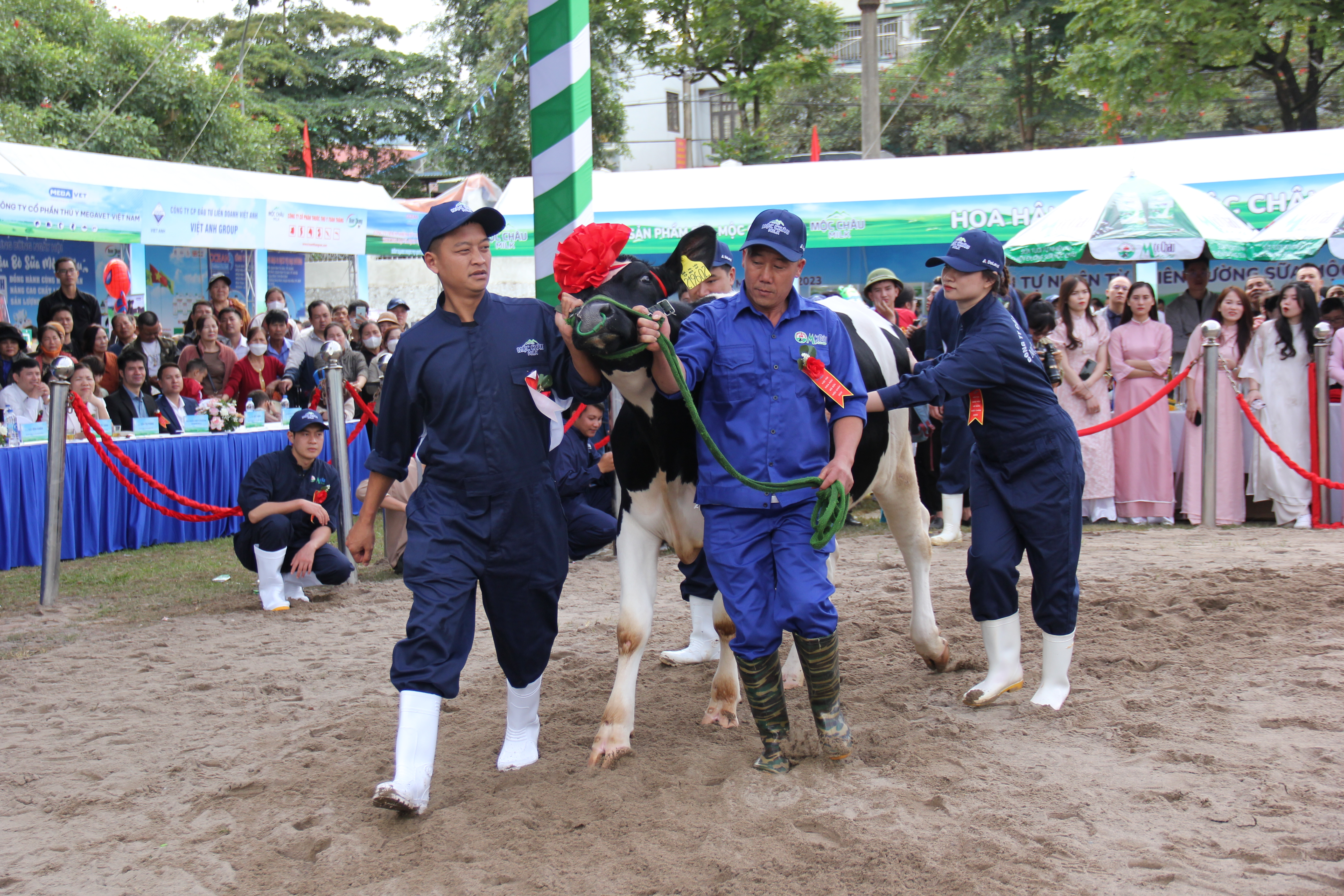 Hội thi Hoa hậu bò sữa được tổ chức hằng năm nhằm tôn vinh những người chăn nuôi và giới thiệu tới du khách các sản phẩm từ sữa Mộc Châu. ảnh A Trứ