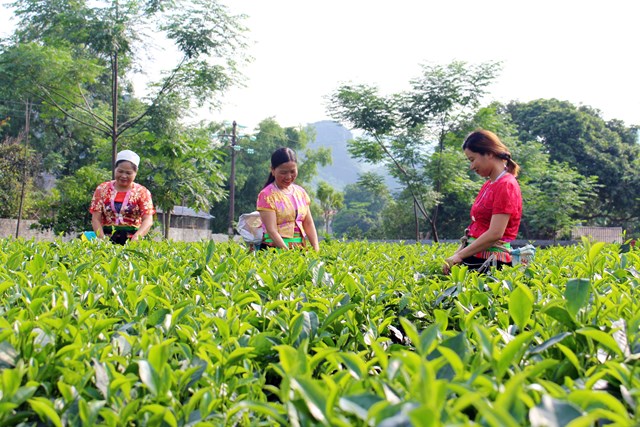 Những cách đồng chè, vùng nguyên liệu của Hợp tác xã nông nghiệp Mỹ Tân ở xóm Mỹ Tân, xã Cao Dương, huyện Lương Sơn, tỉnh Hòa Bình.