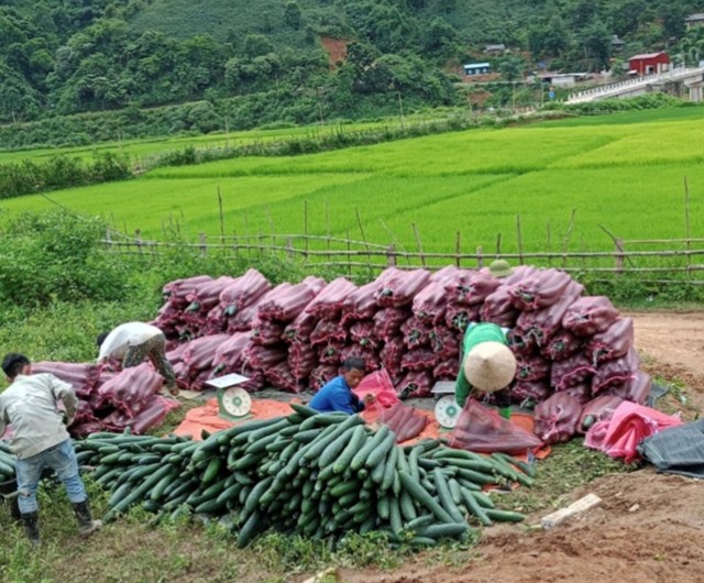 Bà con địa phương thu hoạch bí xanh