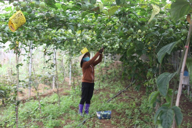 Trung tâm Khuyến nông Hòa Bình tích cực đẩy mạnh công tác khuyến nông trong 6 tháng đầu năm - Ảnh 3