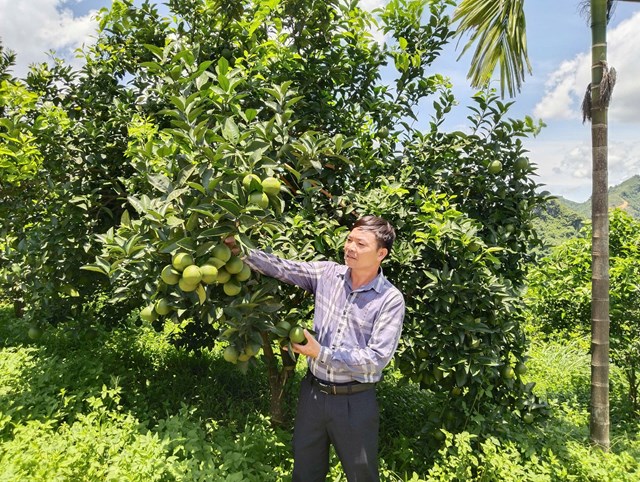 Vườn cam Mường Động của HTX Nông nghiệp và Thương mại Mường Động tại xóm Bãi Chạo, xã Tú Sơn sai quả nhờ phương pháp chăm sóc hữu cơ mang lại hiệu quả kinh tế cao.