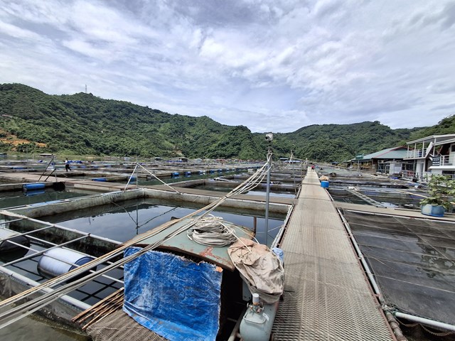 Lòng hồ thủy điện Hòa Bình mang nhiều lợi thế trong hoạt động nuôi trồng thủy sản.