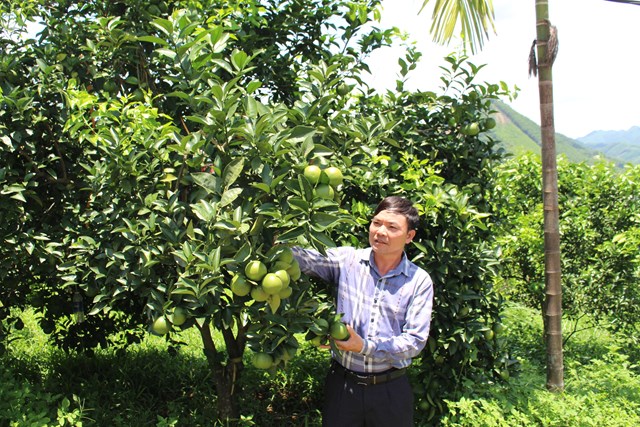 Ông Nguyễn Trung Huân - Giám đốc HTX Nông nghiệp và thương mại Mường Động giới thiệu quy trình chăm sóc cây cam.