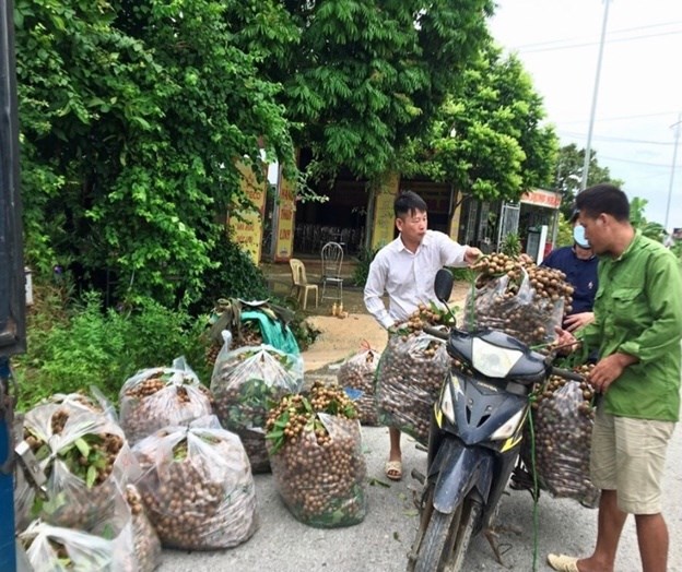 Cảnh thương lái thu mua nhãn tại các nhà vườn.