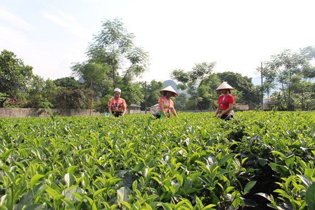 Những vùng nguyên liệu của thương hiệu chè Mỹ Tân.