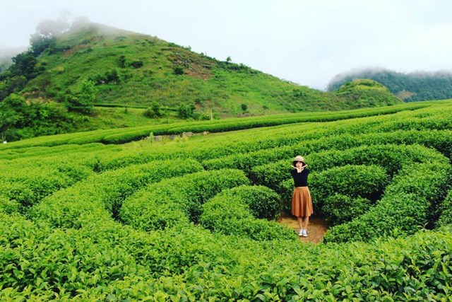 Du lịch đồi ch&#232; Thanh Sơn: Trải nghiệm thi&#234;n nhi&#234;n xanh m&#225;t v&#224; văn h&#243;a tr&#224; Việt - Ảnh 2