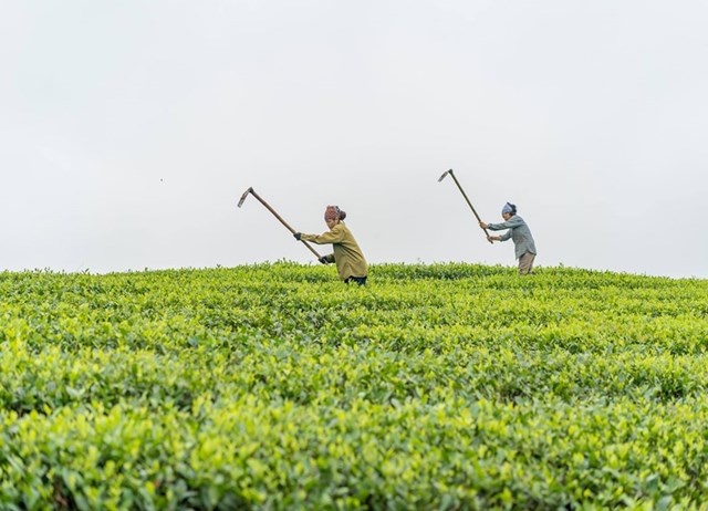 Du lịch đồi ch&#232; Thanh Sơn: Trải nghiệm thi&#234;n nhi&#234;n xanh m&#225;t v&#224; văn h&#243;a tr&#224; Việt - Ảnh 3