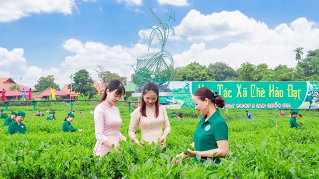 Hợp t&#225;c x&#227; Hảo Đạt - Ph&#225;t triển du lịch cộng đồng gắn với trải nghiệm văn h&#243;a tr&#224; v&#224; ẩm thực về tr&#224; T&#226;n Cương - Ảnh 1