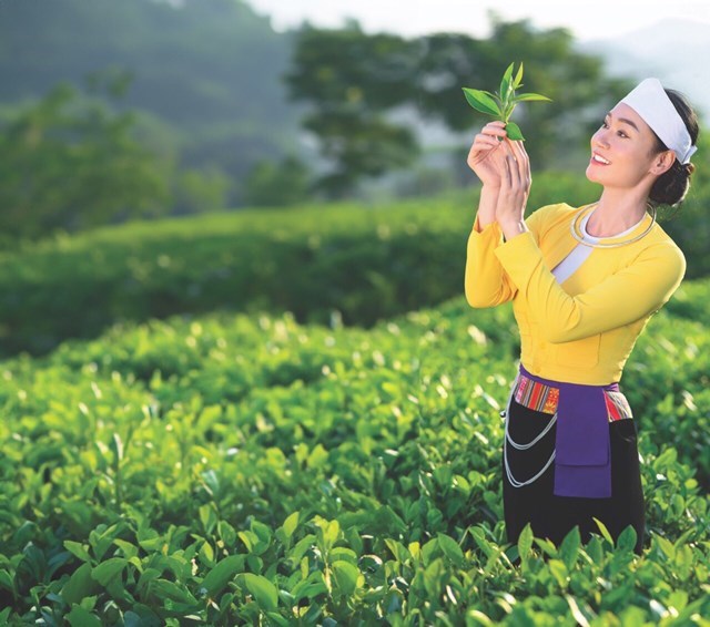 Sắc xuân trên vùng chè búp xanh Yên Thủy - Hòa Bình - Ảnh 3
