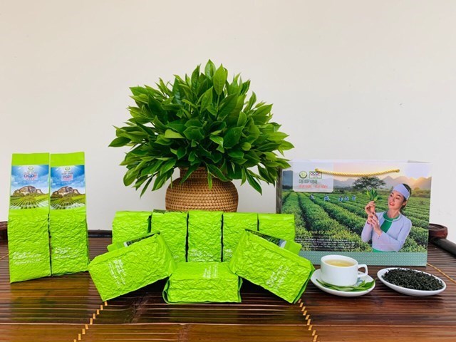 Sắc xuân trên vùng chè búp xanh Yên Thủy - Hòa Bình - Ảnh 8