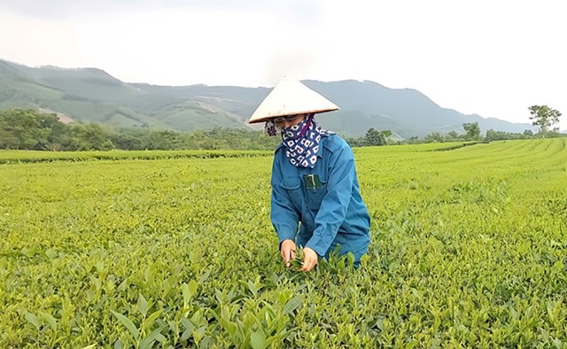 Chị Nguyễn Thị Kim Hà ở khu Mố, xã Yên Sơn chăm sóc vườn chè nhận khoán.