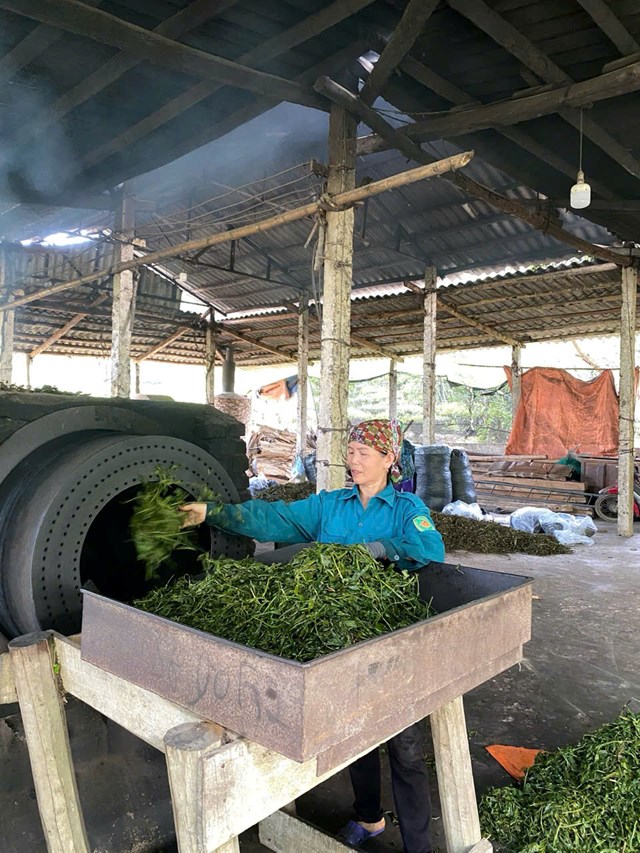 Tự Lập – nơi chè không chỉ là cây trồng chủ lực mà còn là 