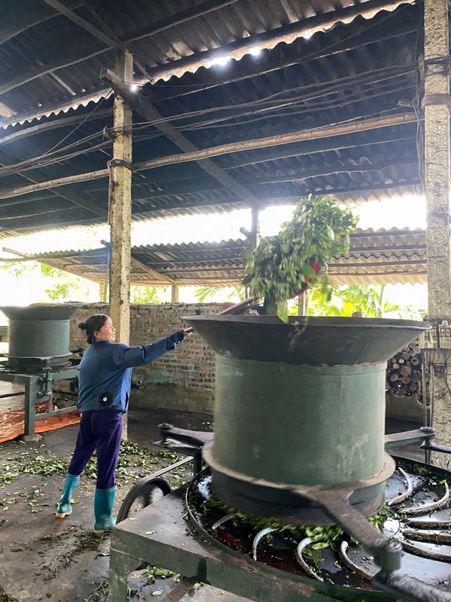 Thị trấn Vĩnh Tuy: Tự Lập ti&#234;n phong “c&#226;y ch&#232;” dẫn lối cho kinh tế n&#244;ng th&#244;n mới - Ảnh 1