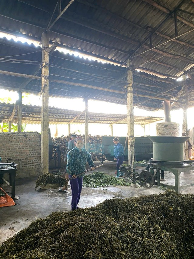 Thị trấn Vĩnh Tuy: Tự Lập ti&#234;n phong “c&#226;y ch&#232;” dẫn lối cho kinh tế n&#244;ng th&#244;n mới - Ảnh 2