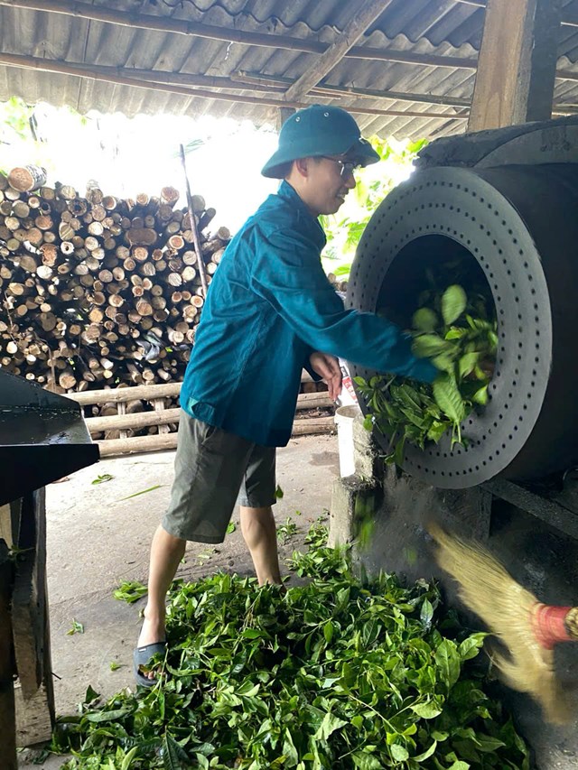 C&acirc;y ch&egrave; trở th&agrave;nh c&acirc;y trồng mang lại hiệu quả kinh tế cao.