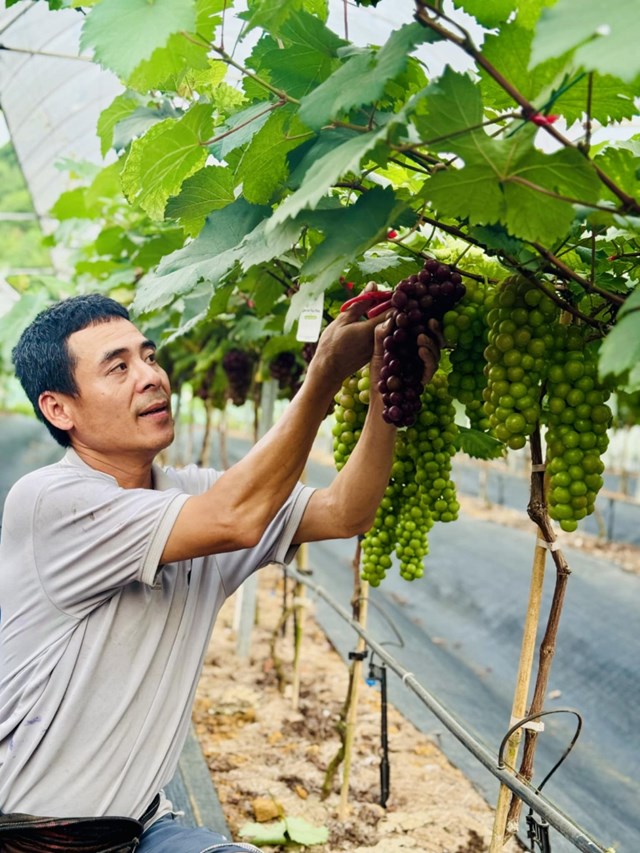 Anh Nguyễn Tất Thắng - Chủ vườn nho Tất Thắng, xã Tất Thắng đang chăm sóc vườn nho.
