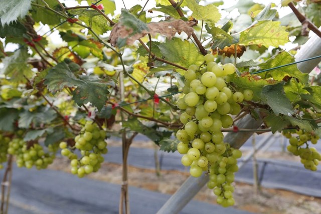 Hấp dẫn với du lịch trải nghiệm “vườn nho Thủy Thắng” ở Ph&#250; Thọ - Ảnh 1