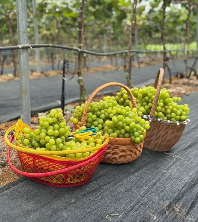 Vườn nho xanh trĩu quả.