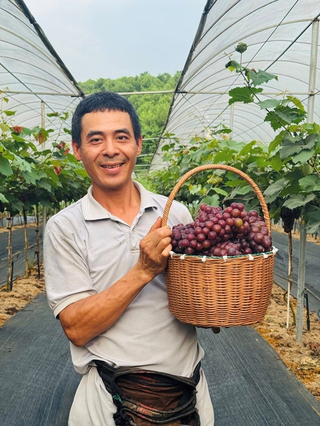 Anh Nguyễn Tất Thắng chăm sóc cây Nho Hạ đen.