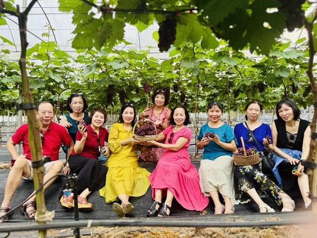 Hấp dẫn với du lịch trải nghiệm “vườn nho Thủy Thắng” ở Ph&#250; Thọ - Ảnh 2