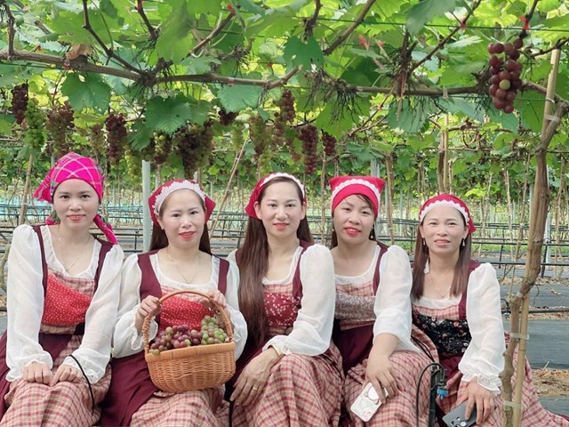 Du khách tham quan Trang trại nho Hoàng Yến (xã Ninh Phước, tỉnh Khánh Hòa).