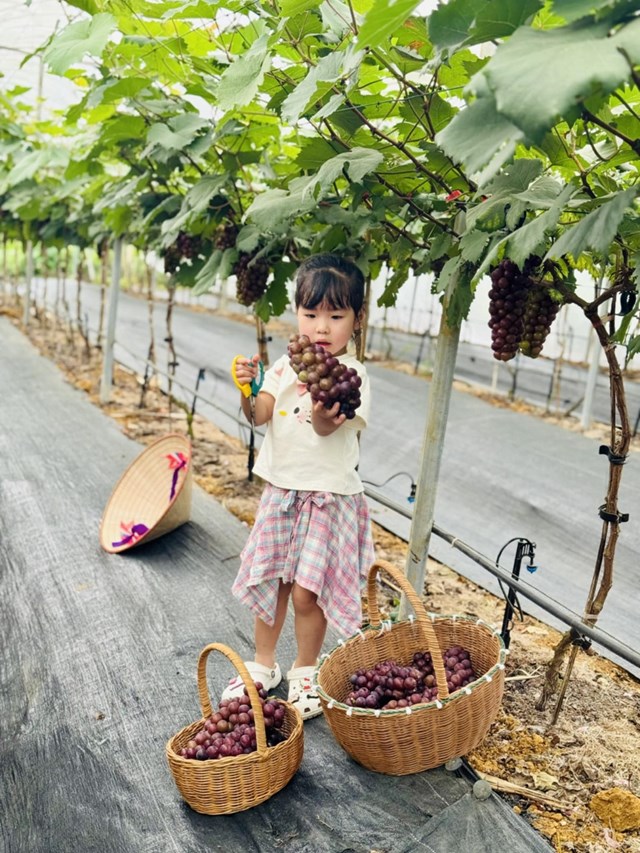 Hấp dẫn với du lịch trải nghiệm “vườn nho Thủy Thắng” ở Ph&#250; Thọ - Ảnh 3