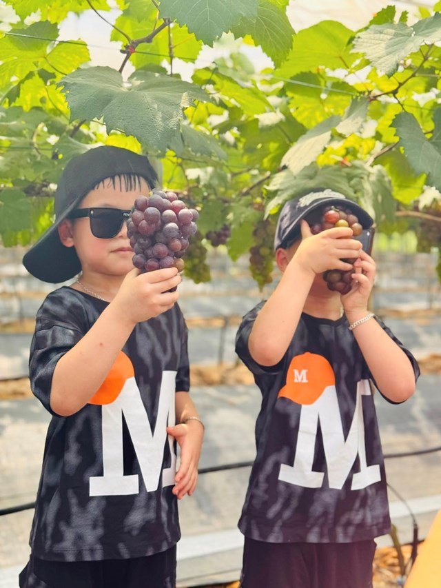 Hấp dẫn với du lịch trải nghiệm “vườn nho Thủy Thắng” ở Ph&#250; Thọ - Ảnh 7