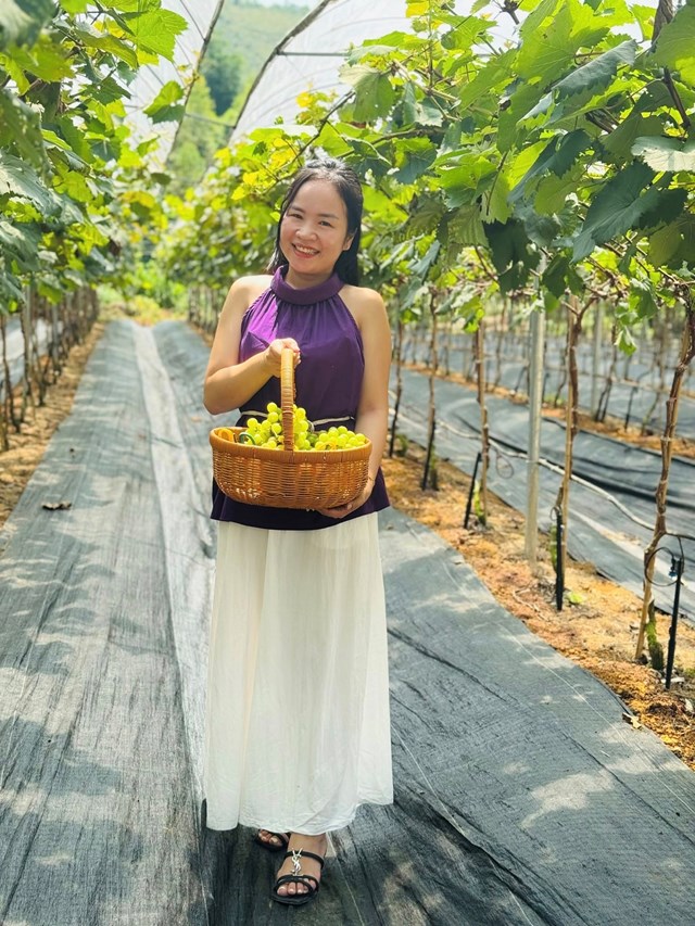 Hấp dẫn với du lịch trải nghiệm “vườn nho Thủy Thắng” ở Ph&#250; Thọ - Ảnh 8