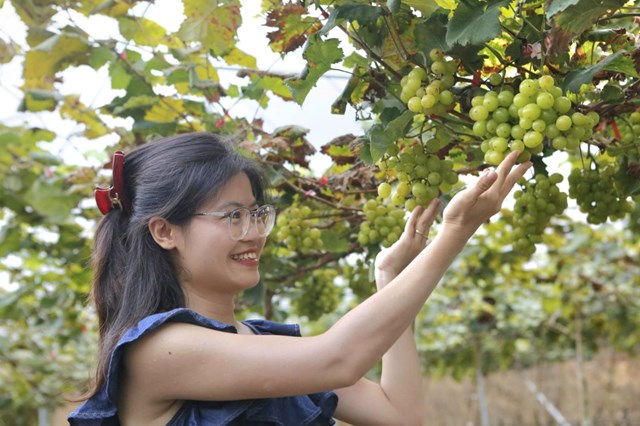 Chị Nguyễn Thị Thắm, phường Việt Tr&igrave;, tỉnh Ph&uacute; Thọ vui vẻ trải nghiệm tại vườn nho Thủy Thắng.