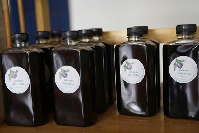 Hấp dẫn với du lịch trải nghiệm “vườn nho Thủy Thắng” ở Ph&#250; Thọ - Ảnh 10