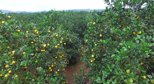 Minh Hợp tr&#234;n h&#224;nh tr&#236;nh đổi mới: Người d&#226;n miền n&#250;i l&#224;m gi&#224;u từ s&#225;ng tạo - Ảnh 3