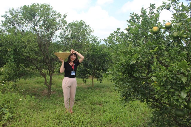 Minh Hợp &ndash; v&ugrave;ng đất c&oacute; kh&iacute; hậu, thổ nhưỡng thuận lợi, nổi bật với nhiều loại c&acirc;y lương thực v&agrave; c&acirc;y c&ocirc;ng nghiệp như ng&ocirc;, khoai, sắn, ch&egrave;, cao su, cam, c&agrave; ph&ecirc;, m&iacute;a, vải, nh&atilde;n.