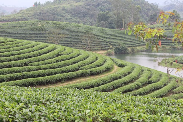 Đồi ch&egrave; ở x&atilde; Thanh Chương, Nghệ An (ảnh Quốc Kh&aacute;nh)