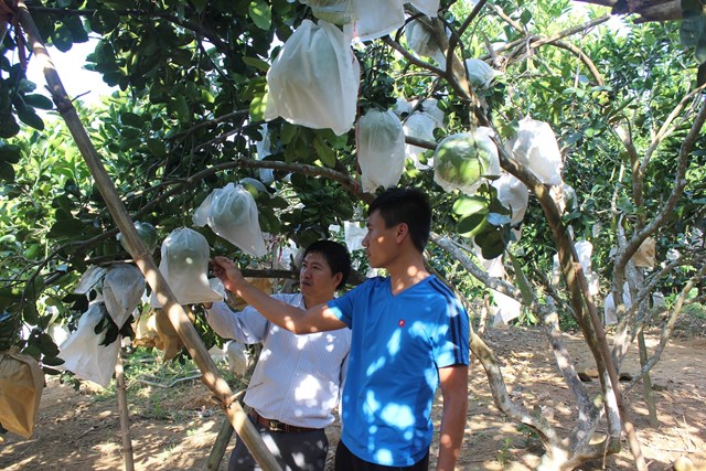 Vườn bưởi sản phẩm Ocop ở phường Th&aacute;i H&ograve;a, Nghệ An (ảnh Quốc Kh&aacute;nh)