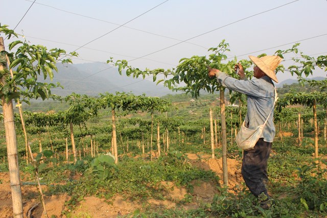 Sản xuất chanh leo ở x&atilde;&nbsp; bi&ecirc;n giới Tri Lễ, Nghệ An (ảnh Quốc Kh&aacute;nh)