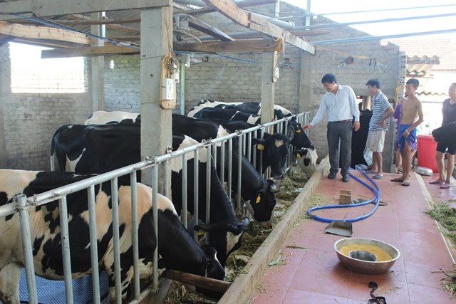 Chăn nu&ocirc;i b&ograve; sữa ở phường Th&aacute;i H&ograve;a, Nghệ An (ảnh Quốc Kh&aacute;nh)