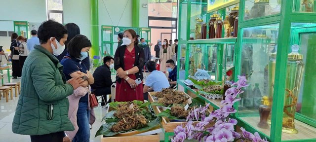 Sâm Ngọc Linh – Động lực mới cho phát triển bền vững vùng Tây Đà Nẵng - Ảnh 1