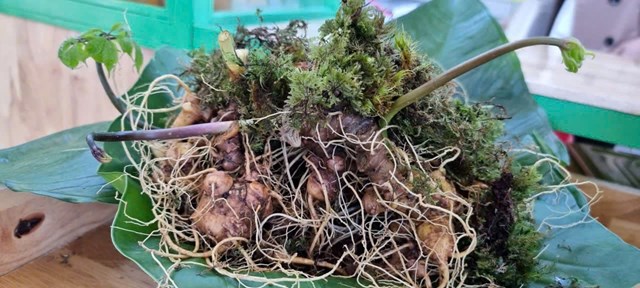 Sâm Ngọc Linh – Động lực mới cho phát triển bền vững vùng Tây Đà Nẵng - Ảnh 2