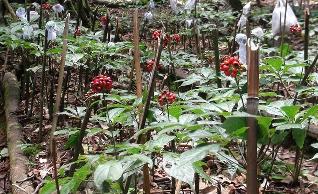 Sâm Ngọc Linh – Động lực mới cho phát triển bền vững vùng Tây Đà Nẵng - Ảnh 3