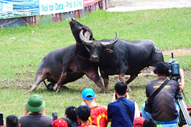 Pha ra đ&ograve;n quyết liệt của hai &ldquo;&ocirc;ng tr&acirc;u&rdquo; trong kh&aacute;p đấu chung kết, l&agrave;m b&ugrave;ng nổ kh&aacute;n đ&agrave;i Lễ hội Chọi tr&acirc;u Đồ Sơn 2025.