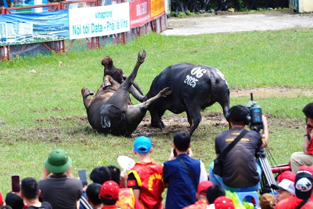 Tr&acirc;u số 06 tung đ&ograve;n hiểm, hạ gục đối thủ trong m&agrave;n thư h&ugrave;ng nghẹt thở, kh&eacute;p lại một m&ugrave;a hội đầy kịch t&iacute;nh.