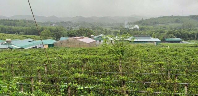 To&agrave;n cảnh khu trồng v&agrave; sản xuất dược liệu P&ugrave; M&aacute;t &ndash; m&ocirc; h&igrave;nh n&ocirc;ng nghiệp xanh giữa đại ng&agrave;n Con Cu&ocirc;ng