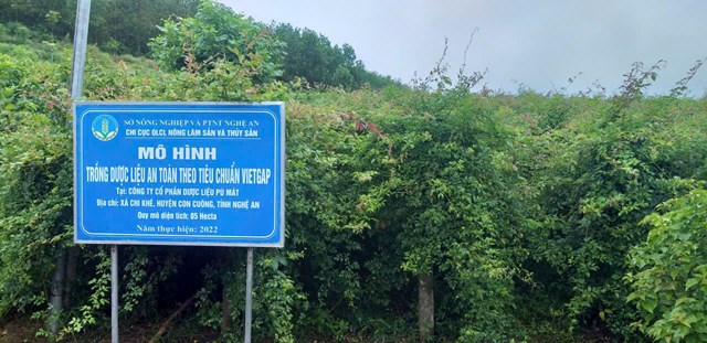 Từ đam m&#234; đất rừng đến m&#244; h&#236;nh n&#244;ng nghiệp xanh nơi “n&#250;i cao thuốc qu&#253;” - Ảnh 1