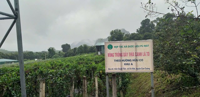 Từ đam m&#234; đất rừng đến m&#244; h&#236;nh n&#244;ng nghiệp xanh nơi “n&#250;i cao thuốc qu&#253;” - Ảnh 2