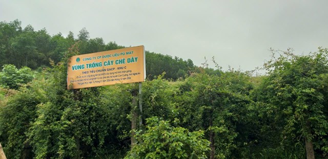 C&aacute;c ph&acirc;n khu trồng dược liệu xanh mướt tại v&ugrave;ng đệm Vườn quốc gia P&ugrave; M&aacute;t